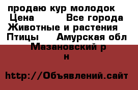 продаю кур молодок. › Цена ­ 320 - Все города Животные и растения » Птицы   . Амурская обл.,Мазановский р-н